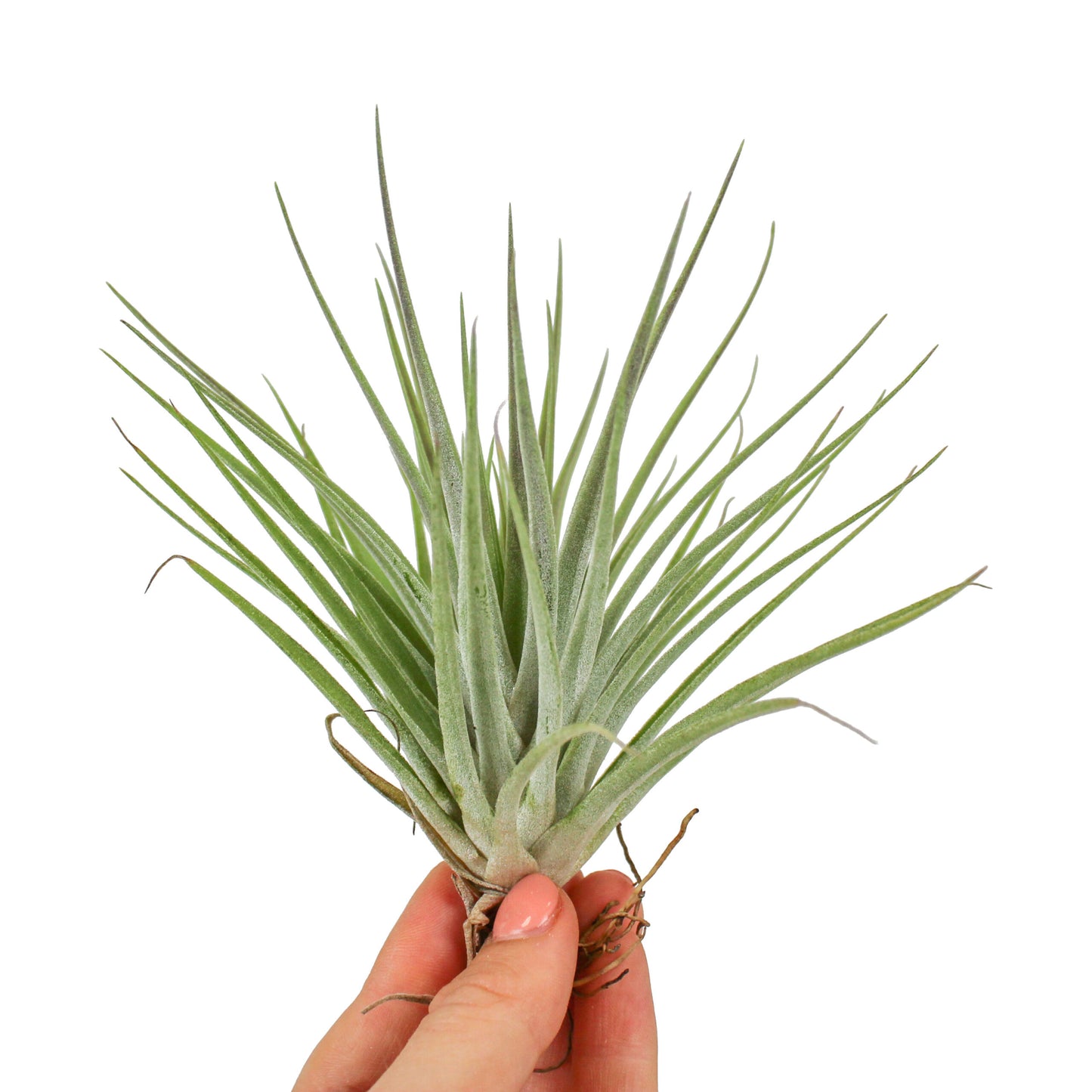 Exotische Muschel Teufelskralle mit Tillandsie XXL 15 - 18cm