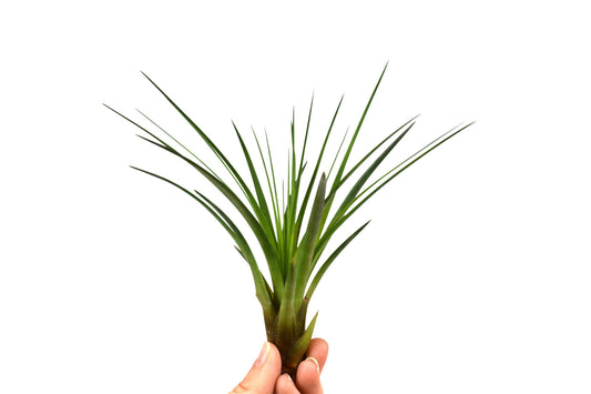 Seeigelgehäuse mit echter Tillandsie 2er Set