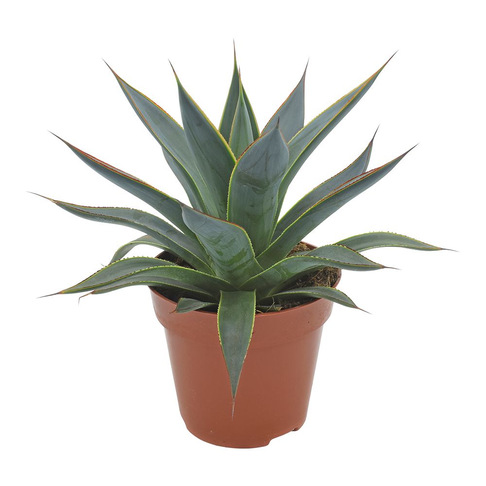 Mediterrane Agave