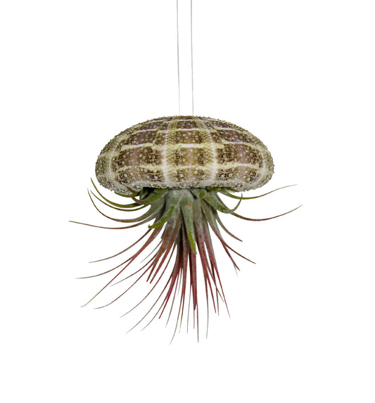 Seeigelgehäuse mit echter Tillandsie 3er Set