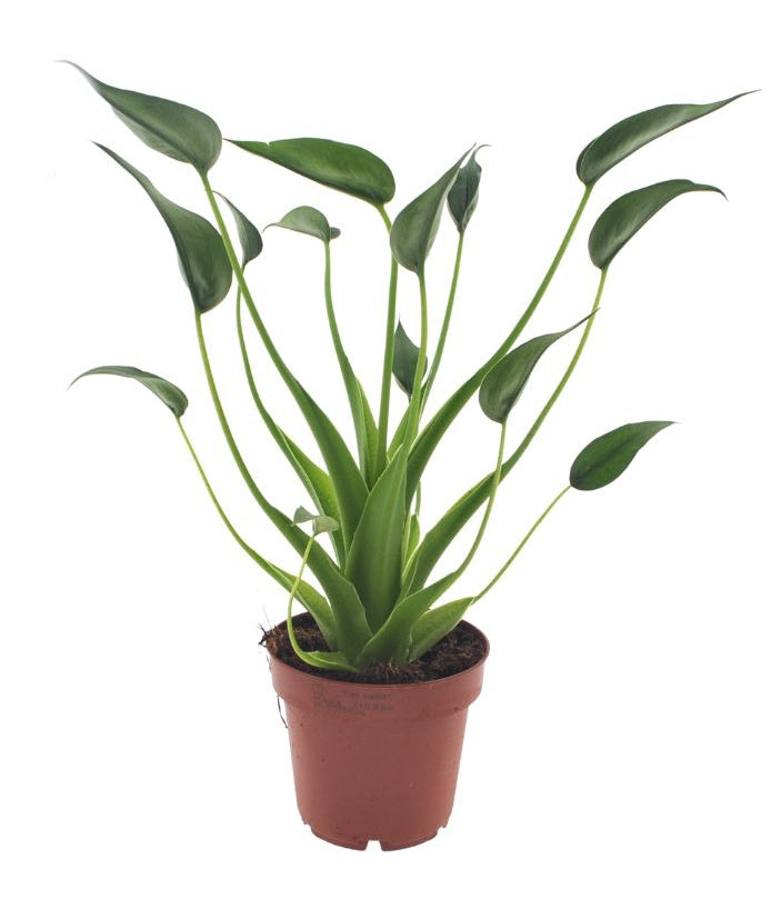 Alocasia Tiny Dancers 30 cm Zimmerpflanze