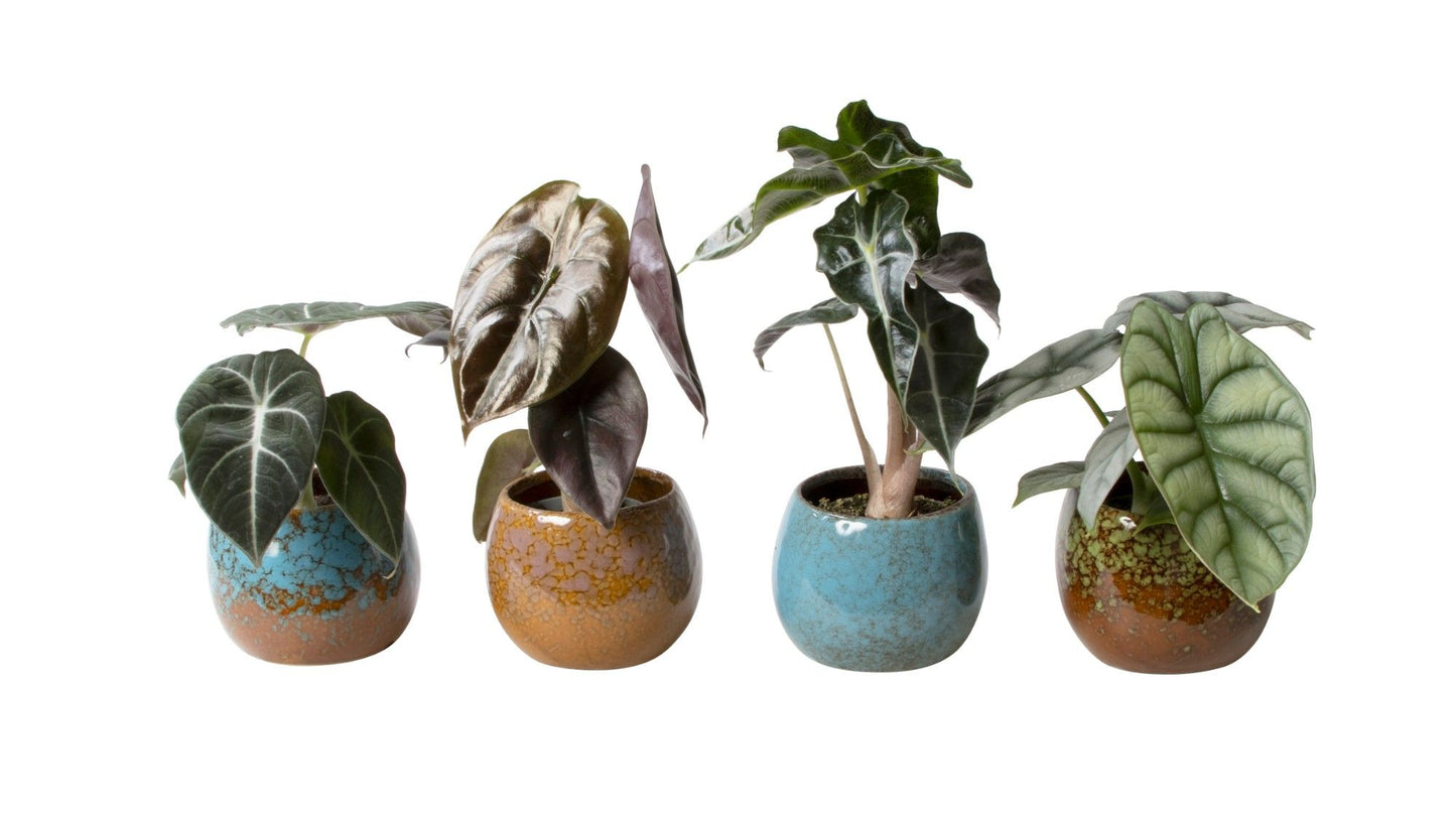 4 x Alocasia gemischt mit Übertopf Pflanzenset