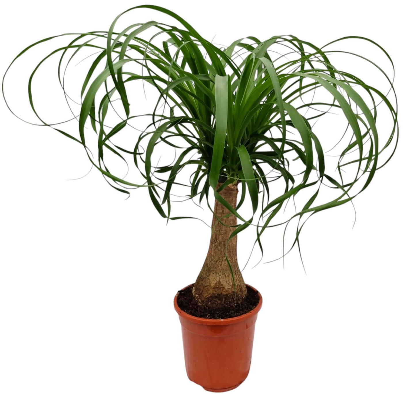 Exotischer Elefantenfuß 50cm Zimmerpflanze