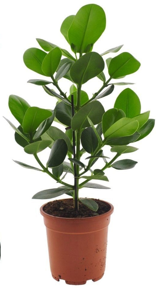 Balsamapfel 55cm XXL Clusio Princess