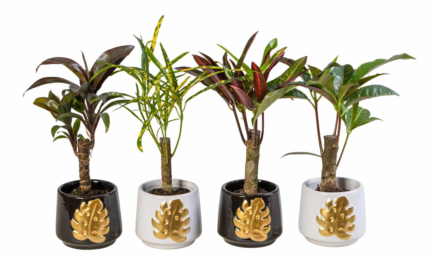 4 x Wunderstrauch im Übertopf Codiaeum variegatum