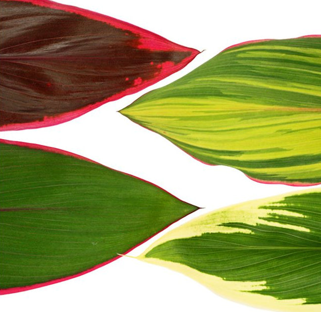 5 x Cordyline fruticosa Zimmerpflanze