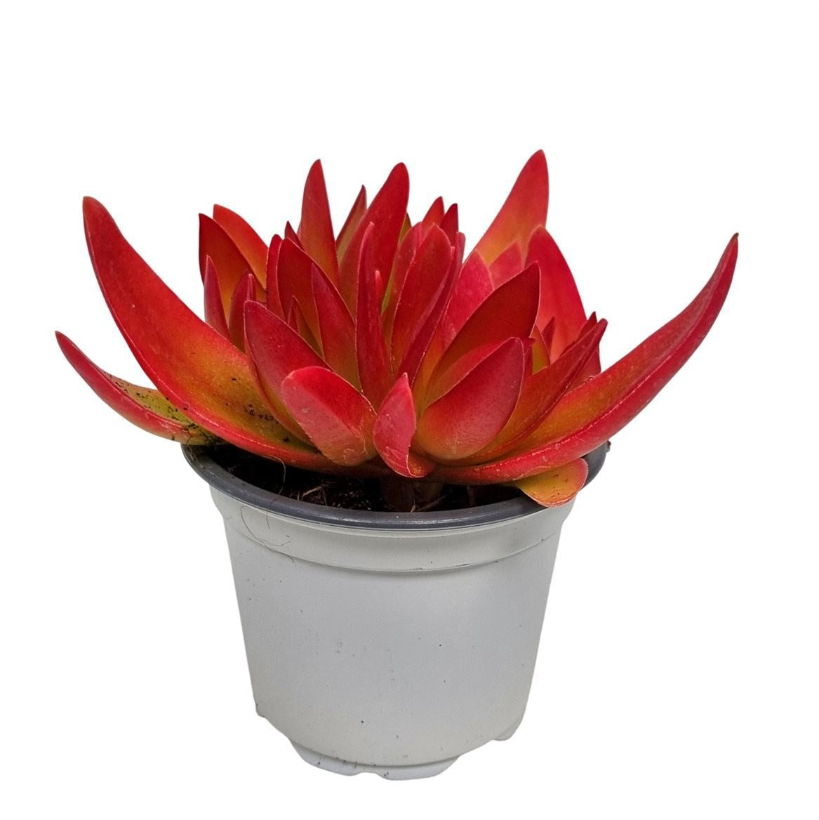 Sukulente Crassula On Fire