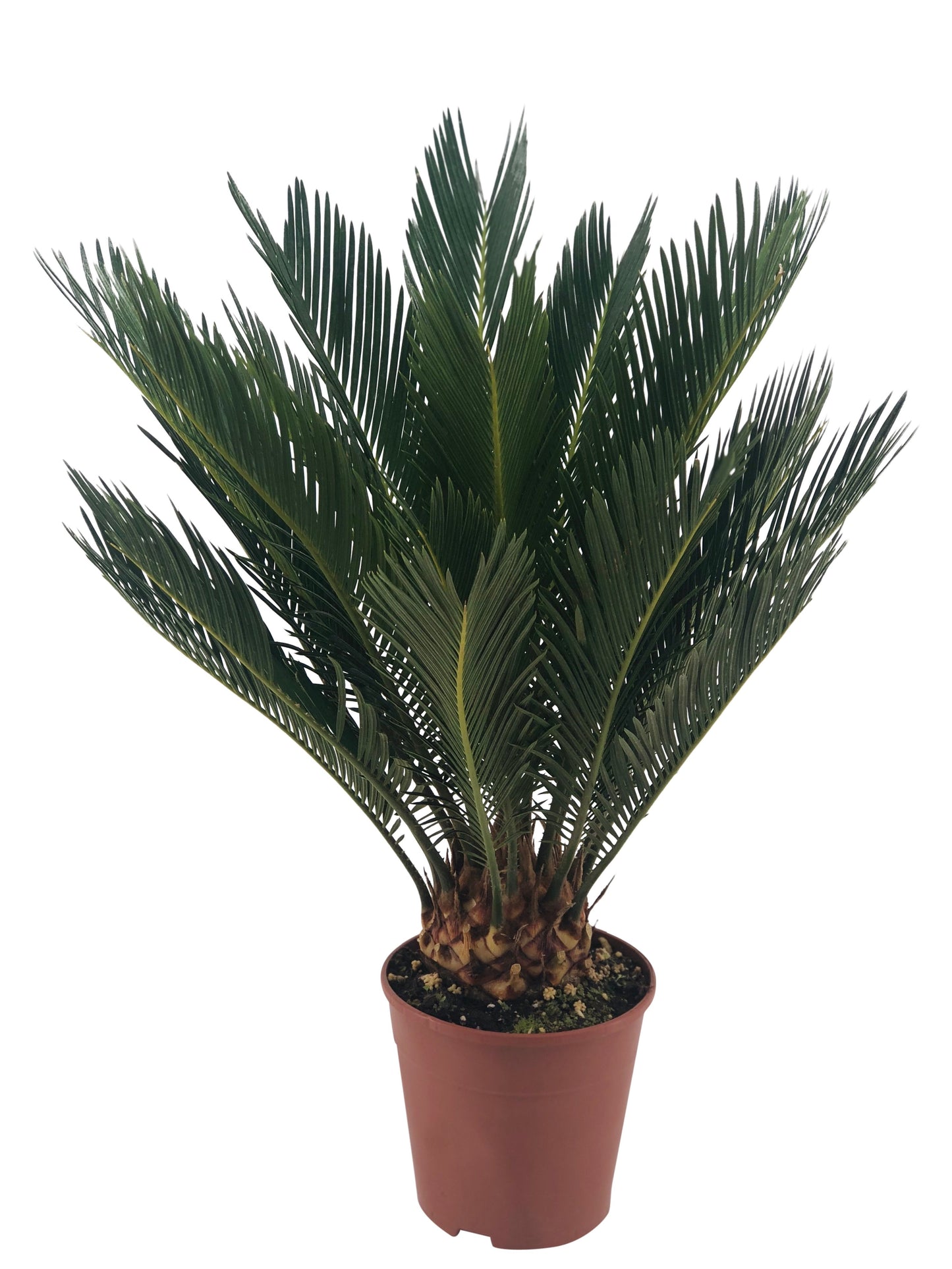 Palmfarn XXL 60cm Tropisch
