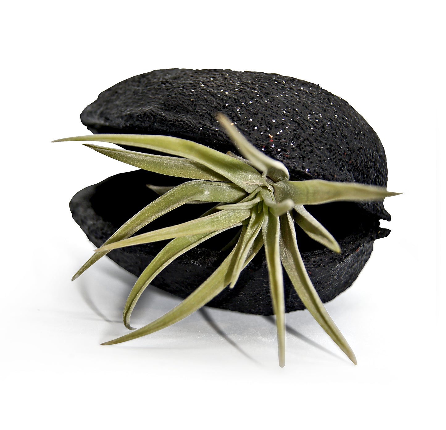 Exotische Pterygota alata Schale Schwarz mit Tillandsie 1er Set grün