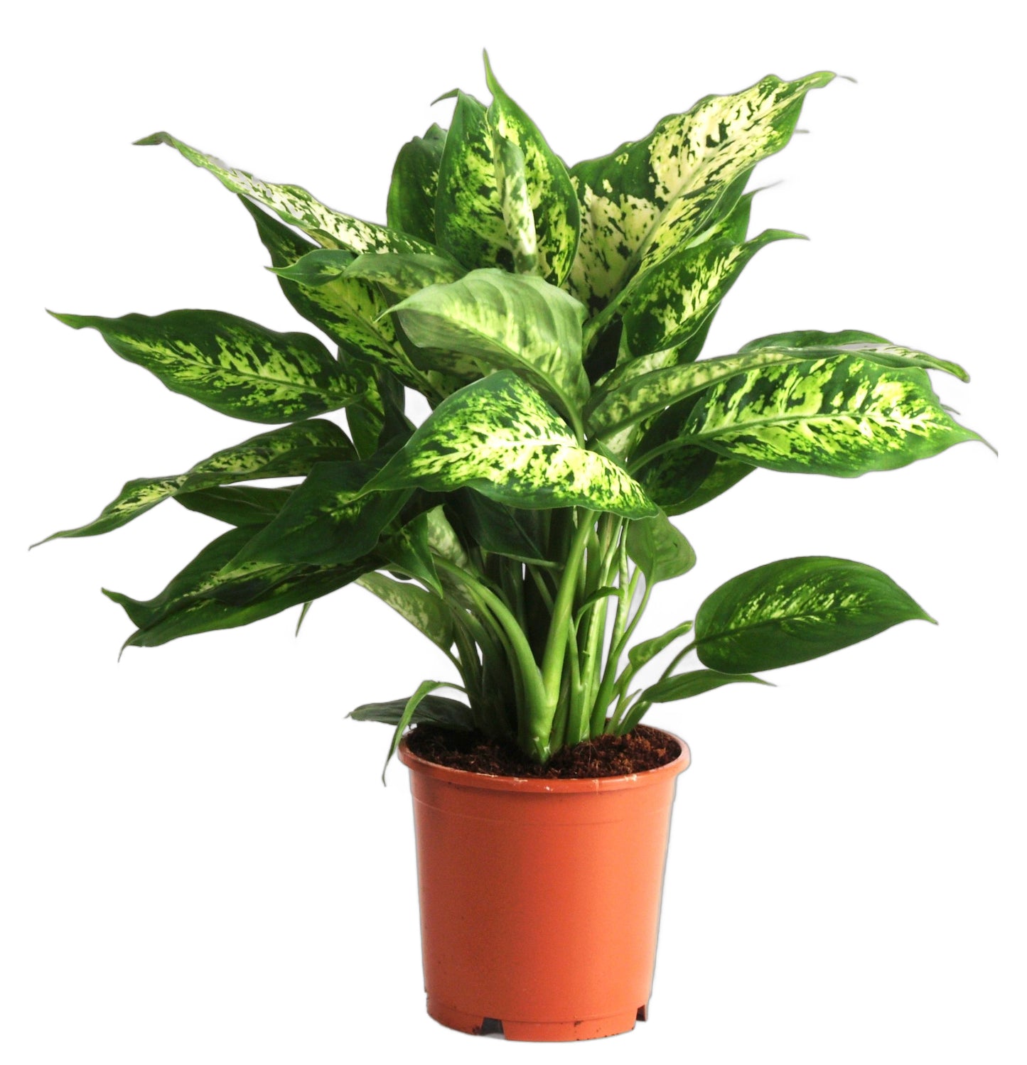 Dieffenbachia Compacta Zimmerpflanze 40cm