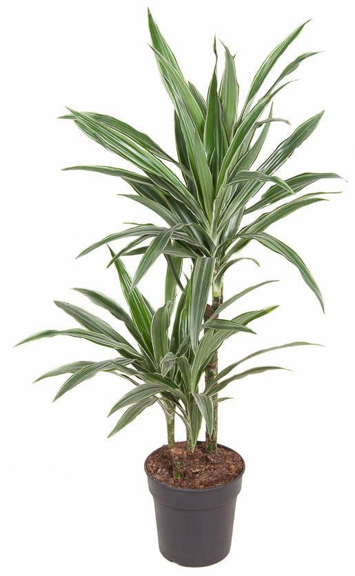 Drachenbaum XXL 100cm Zimmerpflanze
