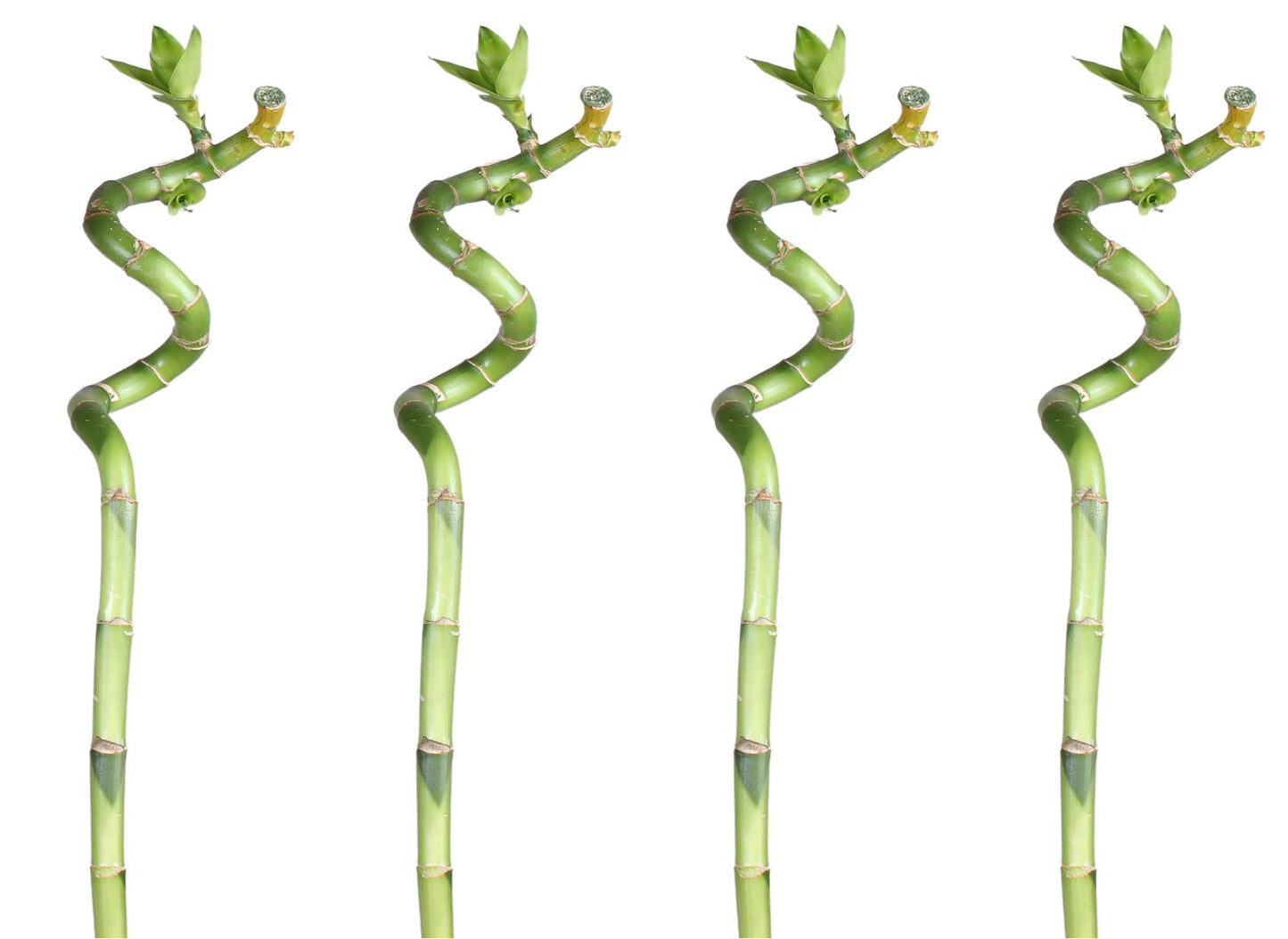Lucky Bamboo 60cm 4er spiral Bambus