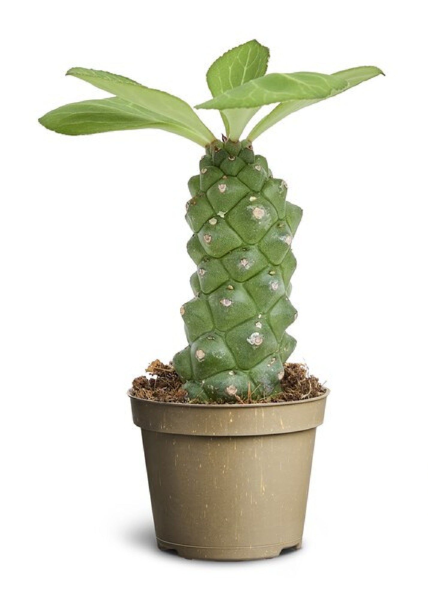 Wolfsmilch Euphorbia ritchiei