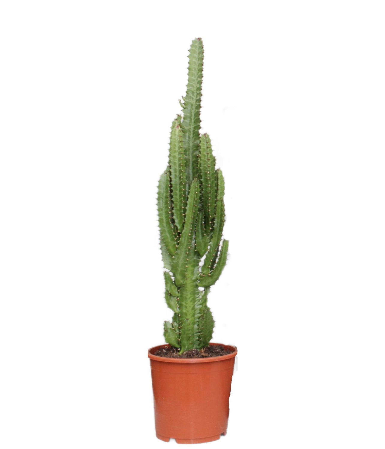 Euphorbia trigona 60cm Zimmerpflanze