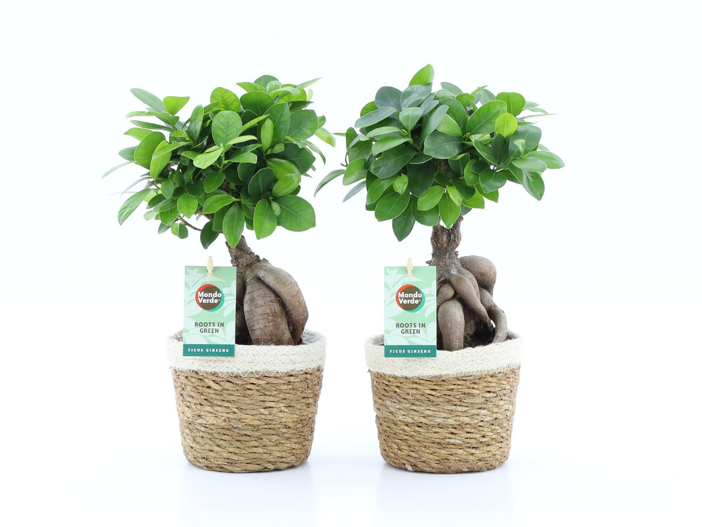 2 x Ficus Ginseng mit Übertopf