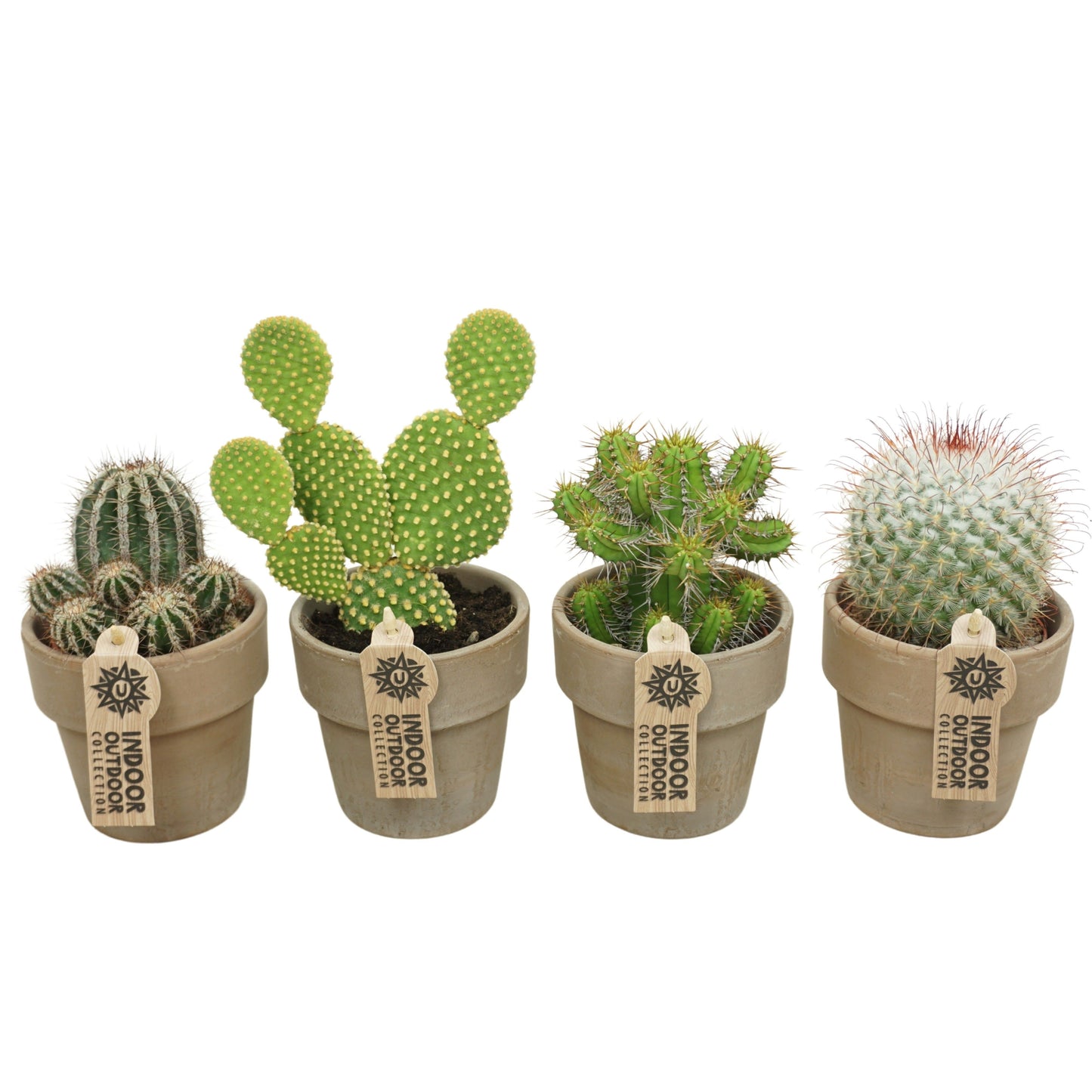 4 x Kakteen mit Übertopf
