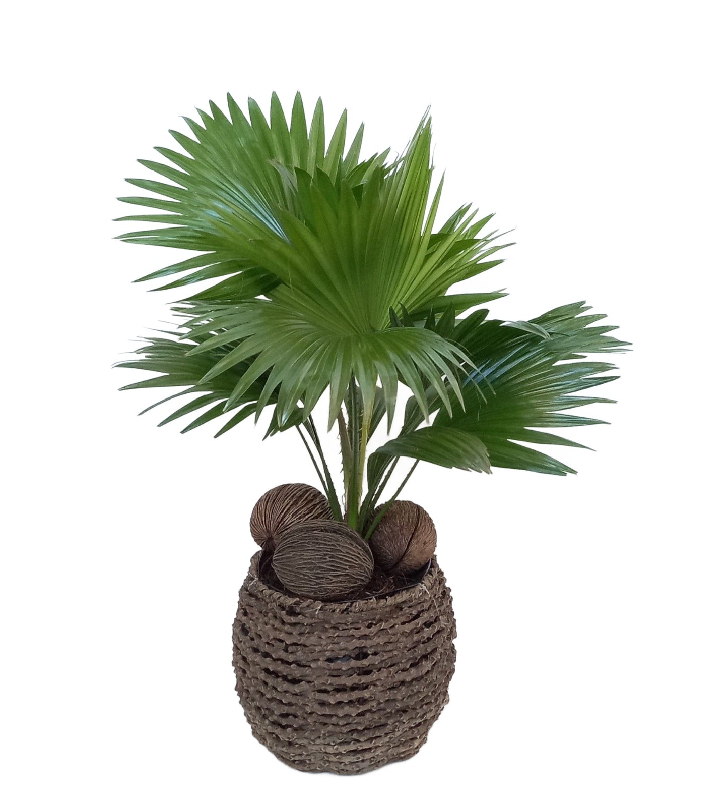 Livistona Palme 50cm mit Übertopf