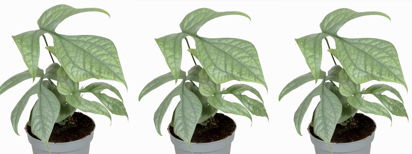 Monstera Amydrium Medium 3er Zimmerpflanze