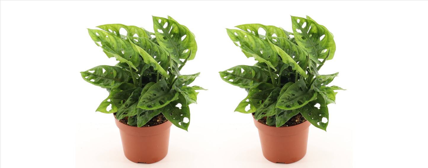Monstera adansonii 25cm 2er Set Zimmerpflanze