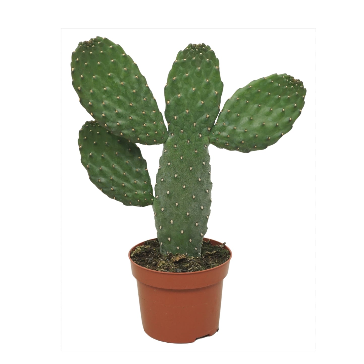 Kaktus Opuntia Consulea 25cm