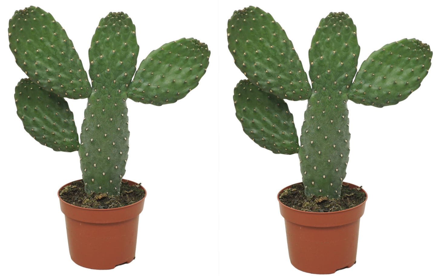 Kaktus Opuntia Consulea 25cm 2er Set