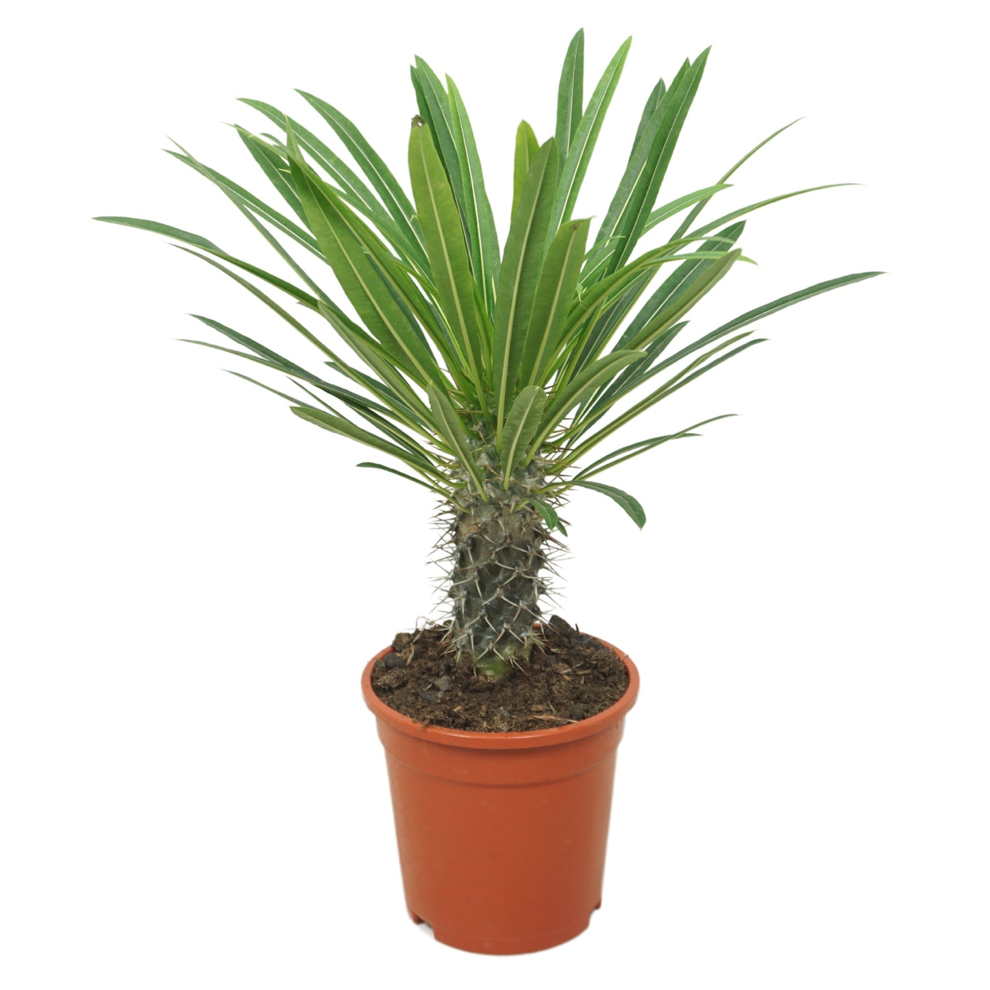 Madagaskarpalme 30cm Pachypodium lamerei
