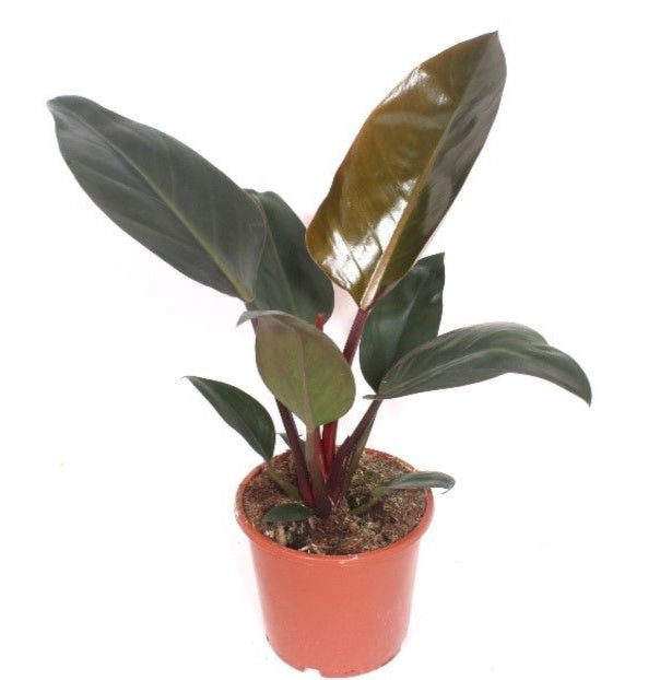 Philodendron Congo Red 30cm