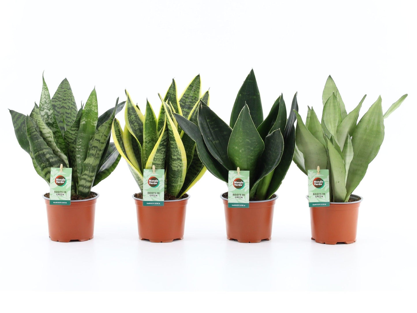 4 x Bogenhanf Sansevieria