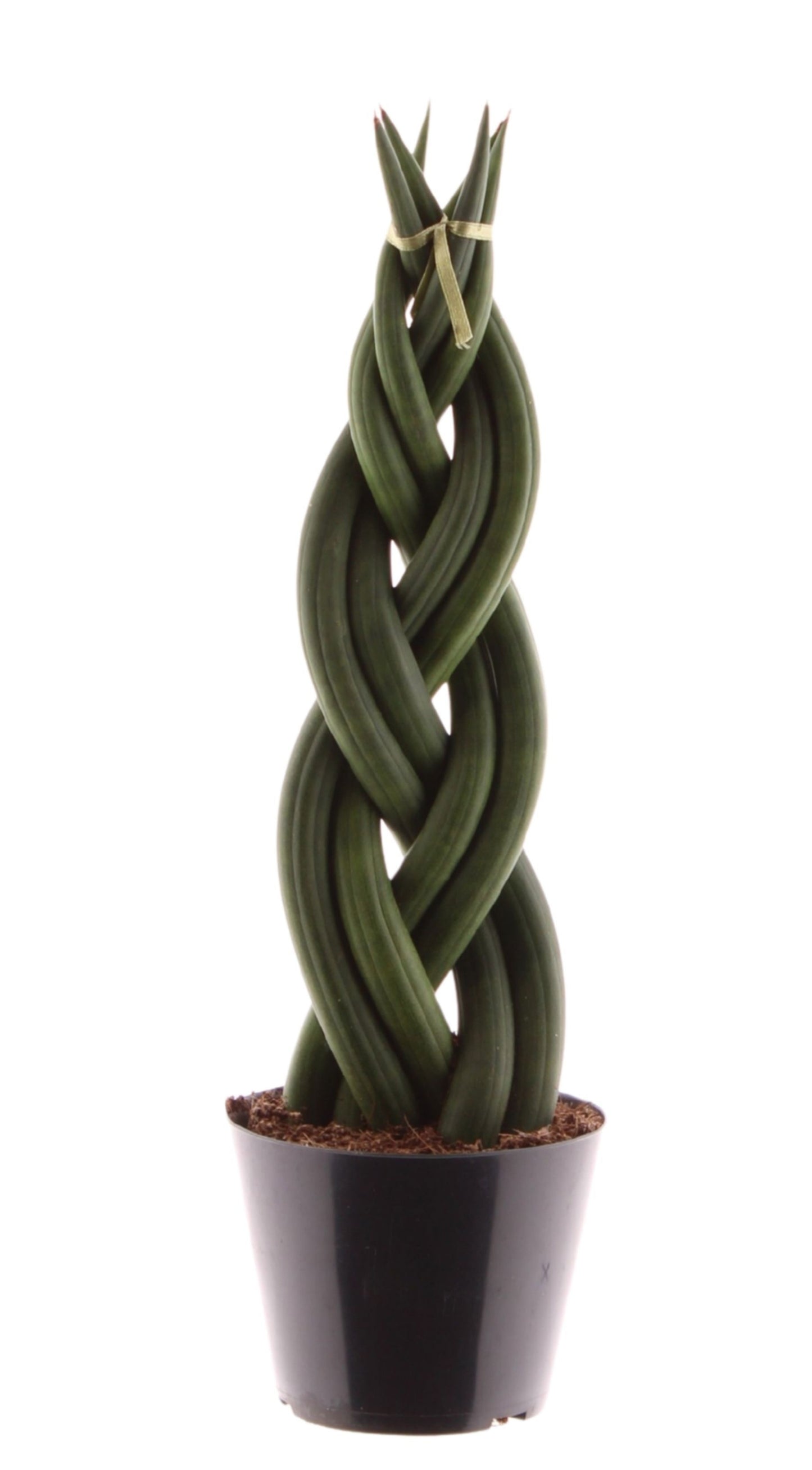 Sansevieria cylindrica Twist 30cm Zimmerpflanze