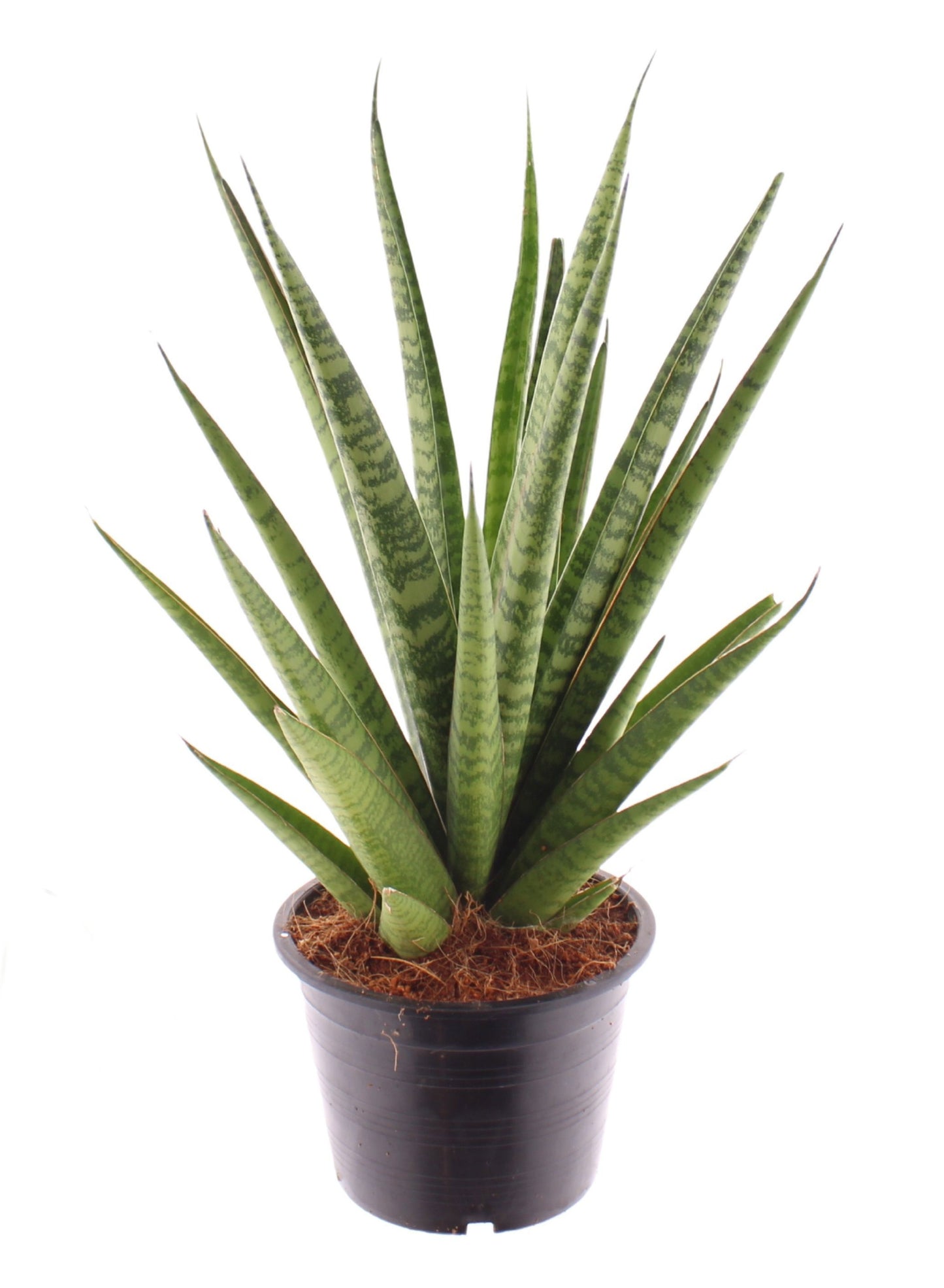 Sansevieria trifasciata Pineapple 40cm Zimmerpflanze