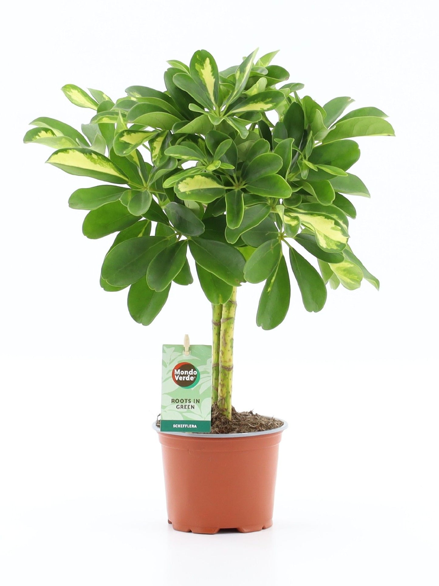 Schefflera arboricola Gold Capella 55cm