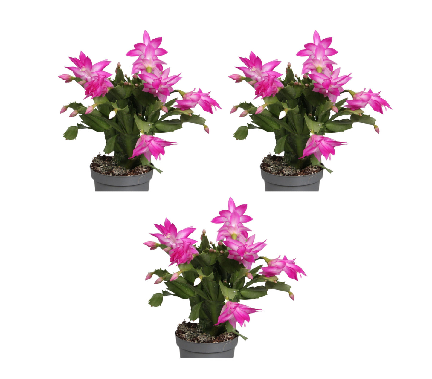 Weihnachtskaktus 3er Set Zimmerpflanze