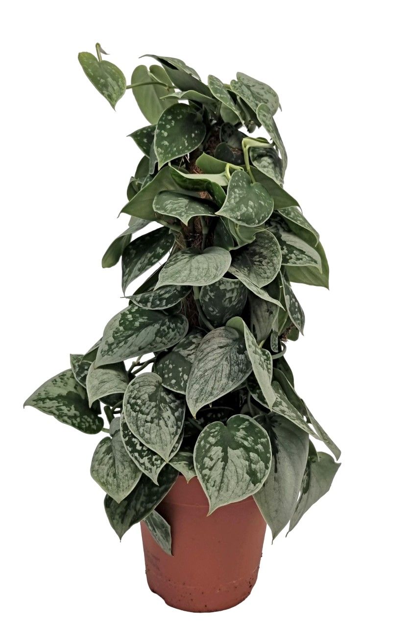Efeutute Scindapsus pictus Silvery Ann 50cm