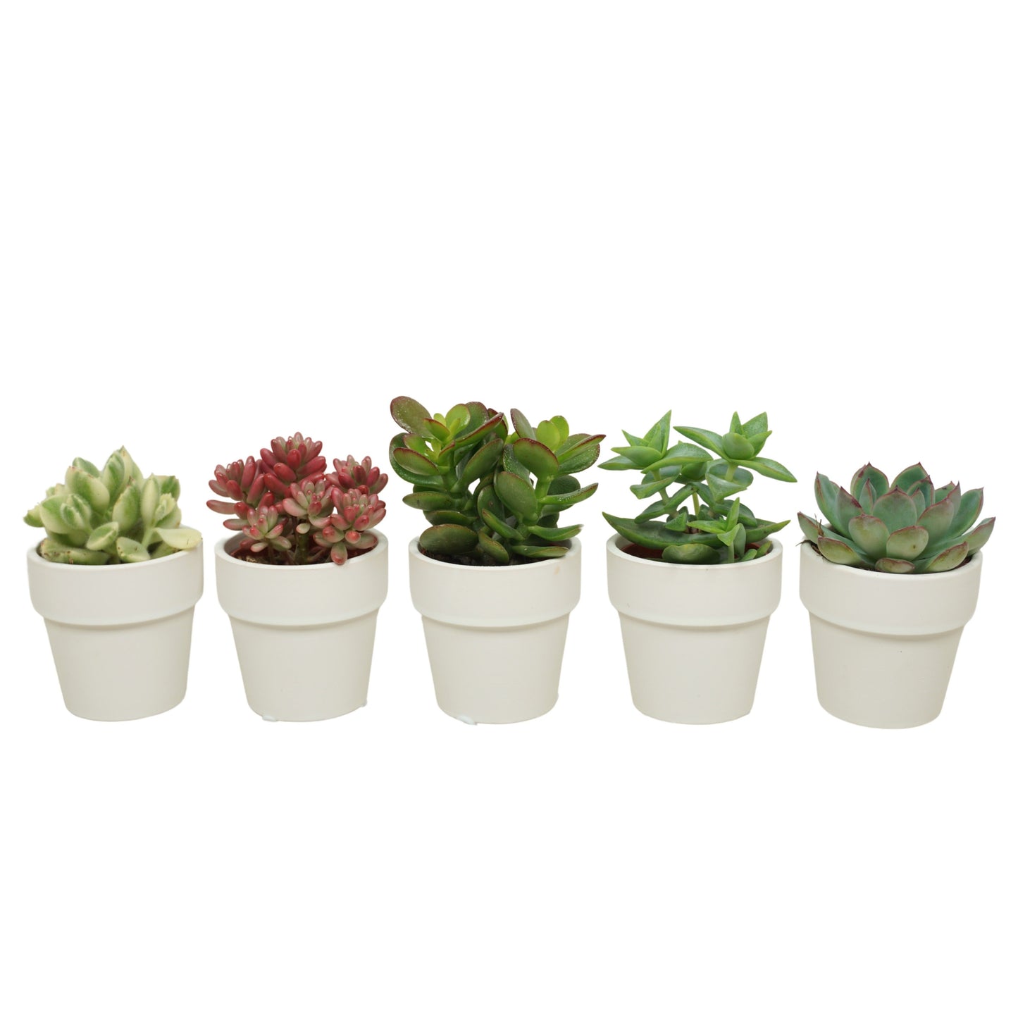 5 x Sukkulenten mit Übertopf