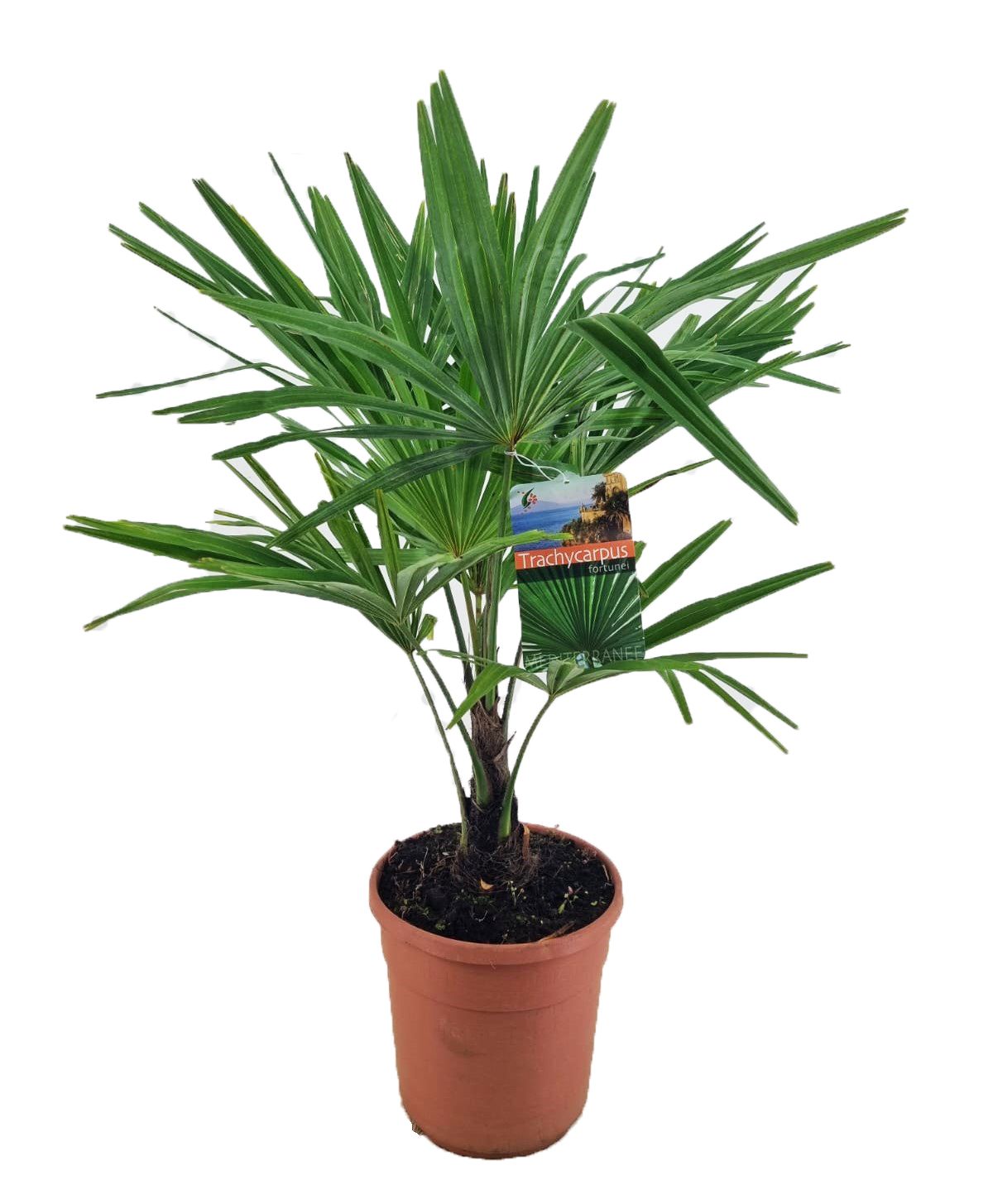 Tessinerpalme 55 cm Trachycarpus fortunei