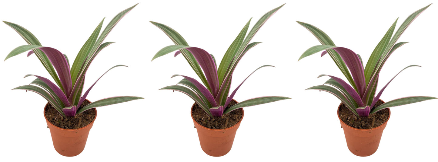 Tradescantia spathacea Sitara 3er Set Zimmerpflanze