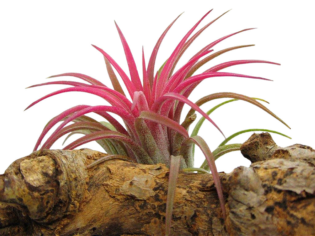Tillandsien Arrangement auf Wurzel 30cm