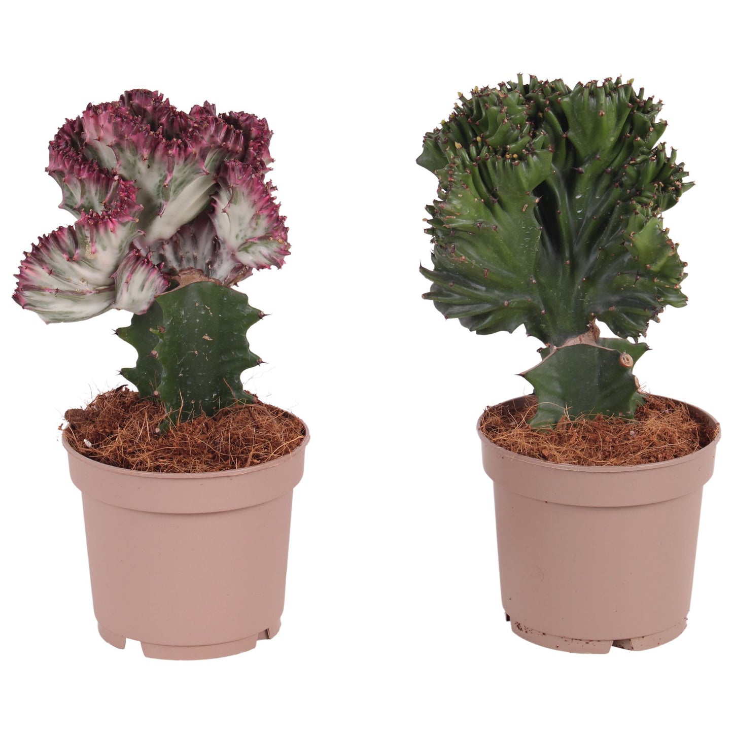2 x Euphorbia Zimmerpflanze