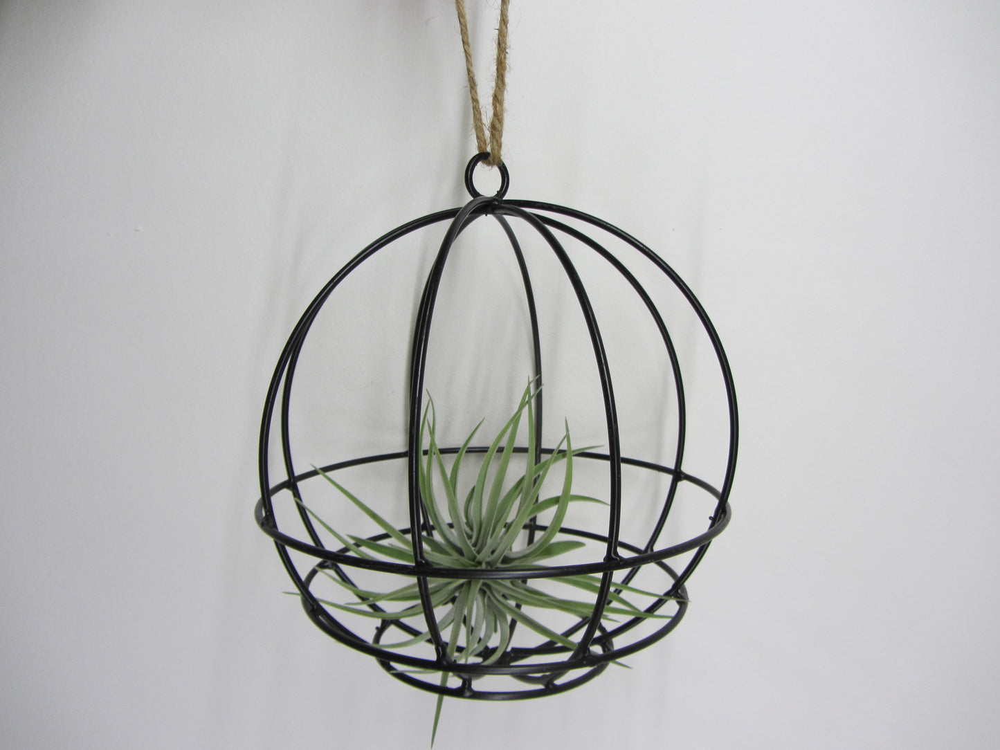 Hanging Ball mit Tillandsie Keine Kunstpflanze