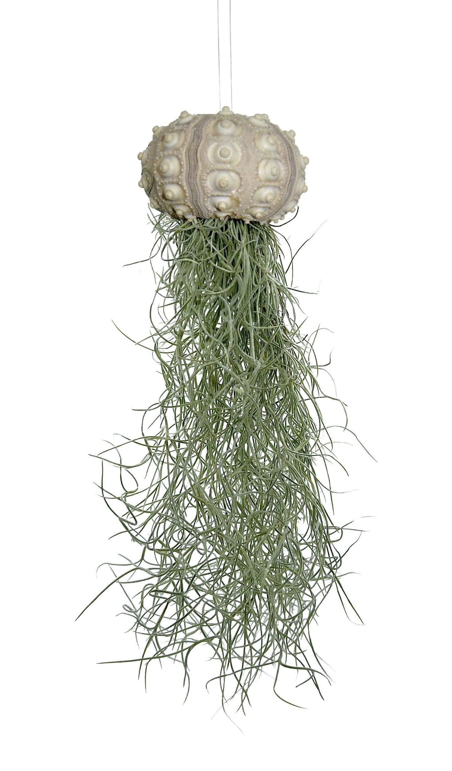 Seeigelgehäuse mit Tillandsie XXL 30cm