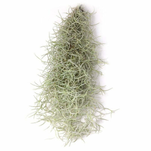 Seeigelgehäuse mit Tillandsie XXL 30cm