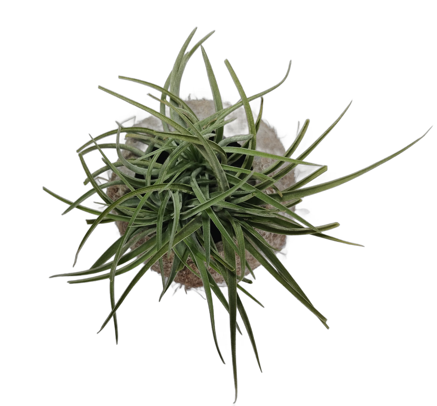 Exotische Kokosnuss Schale mit Tillandsie