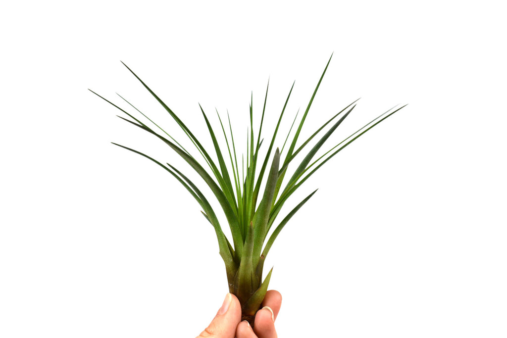 Seeigelgehäuse Sputnik mit Tillandsie juncea grün 1er Set