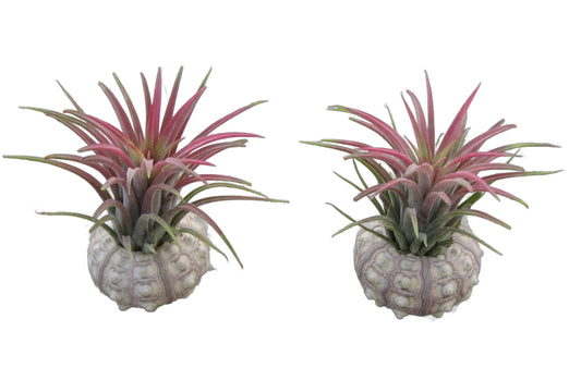 Bezaubernde Kombination aus Seeigelgehäuse und Tillandsie 2 er Set rosa