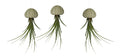Seeigelgehäuse urchin mit grüner Tillandsie 3er Set