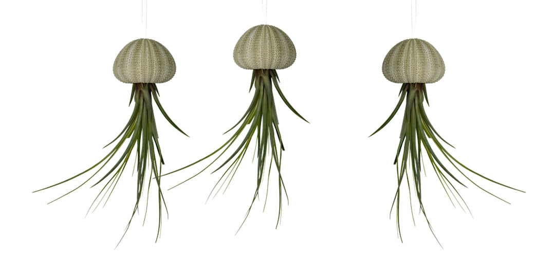 Seeigelgehäuse urchin mit grüner Tillandsie 3er Set