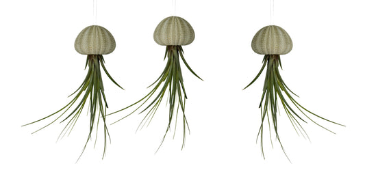 Seeigelgehäuse urchin mit grüner Tillandsie 3er Set