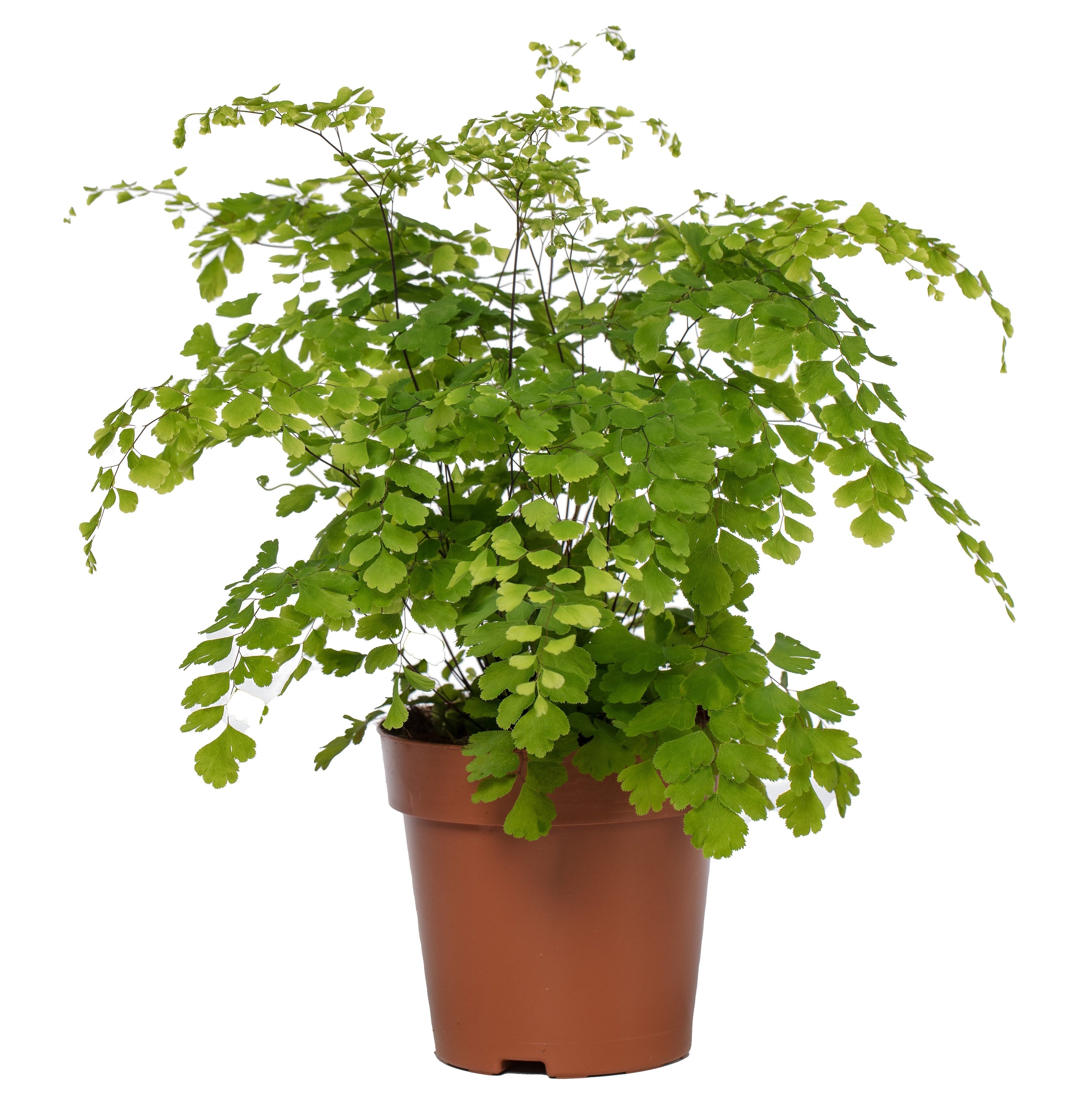 Dreieckiges Frauenhaarfarn 35cm