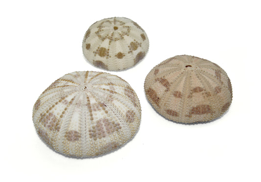 Seeigelgehäuse Camo 3er Set