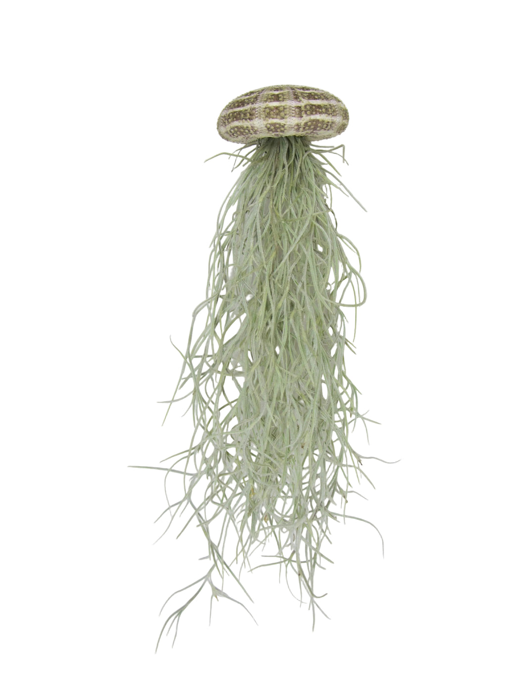 Seeigel mit Tillandsie XXL 30cm Luftpflanze Qualle 3er Set